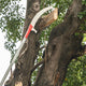 Long Reach Tree Saw