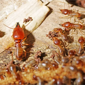 Termites Control