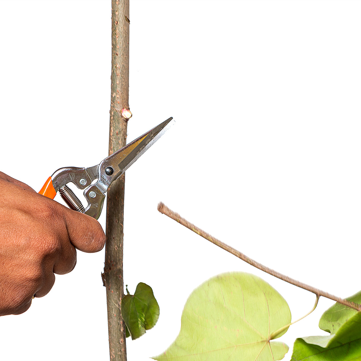 VAPS010 Stainless Steel Blade Pruning Secateur, Best Pruner For Gardens, Nursery, Vegetable Pruning, Flower Stems